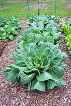 Collard Greens Seed, Vates, Heirloom, Organic, Non GMO, 50+ Seeds, Colla... - $6.00