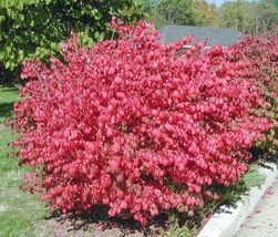 1 DWARF BURNING BUSH bare root  (Euonymus Alatus) image 2
