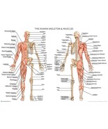 Human Skeleton with Muscles Anatomy Diagram A2 Poster 59cm x 42cm Print ... - $9.63