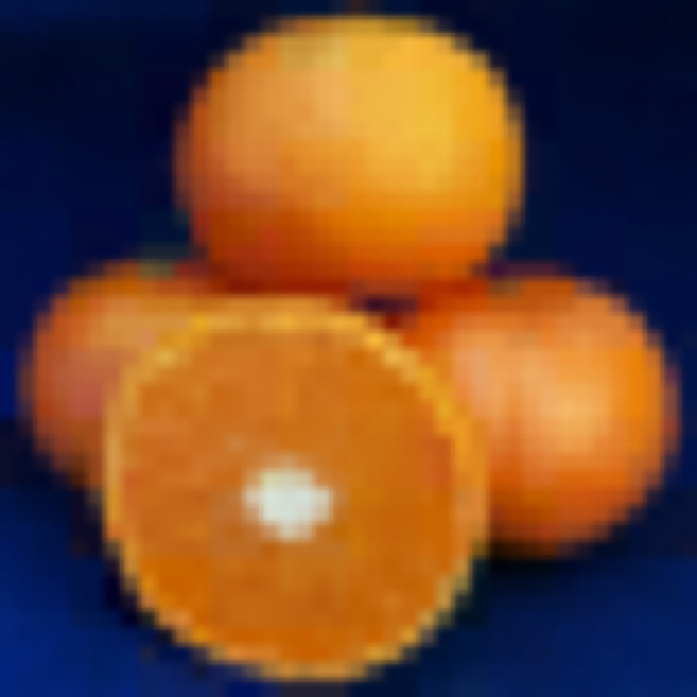 California only! Clementine / Nour SemiDwarf Mandarin Tree 1836” tall