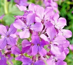 1000 Seeds EVENING SCENTED STOCK &quot;Perfume Plant&quot; Fragrant Lavender NIGHT... - $16.50