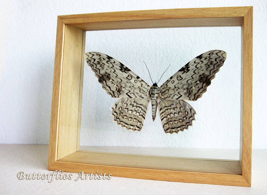 Primary image for Giant Moth White Witch Thysania Agrippina RARE Entomology Double Glass Display