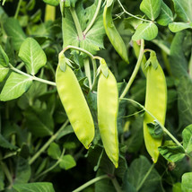 Oregon Sugar Pod Ii Snow Pea Seeds, Heirloom, NON-GMO, Free Shipping - $2.47+