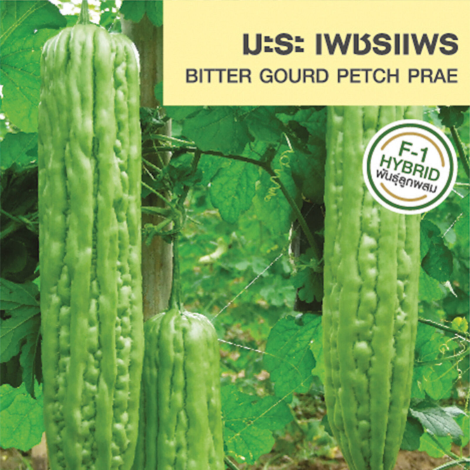 Bitter Gourd Petch Prae Seeds Home Garden Fresh Vegetable The Best Thai
