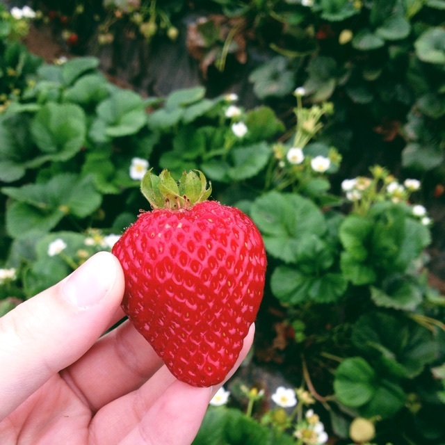 10 Organic Bare Root Monterey Strawberry Plants Super Sweet Non GMO - $25.49