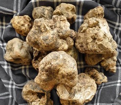 Wild Tuber Magnatum  ALBA White Truffle FRESH Mushrooms 500 g (17.63 oz) - $2,750.00