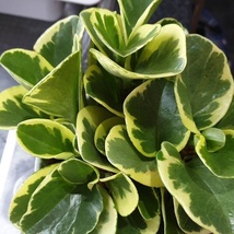 Starter Live Plant Baby Rubber Plant - Marble- Golden Peperomia Obtusifolia - $17.50