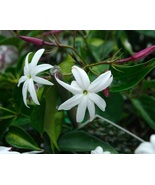 Angel Wing Jasmine, Jasminum nitidum Live Plant 6" - $14.50