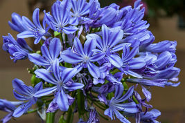 25 Pcs Blue Lily of The Nile Seeds #MNSF - $16.00