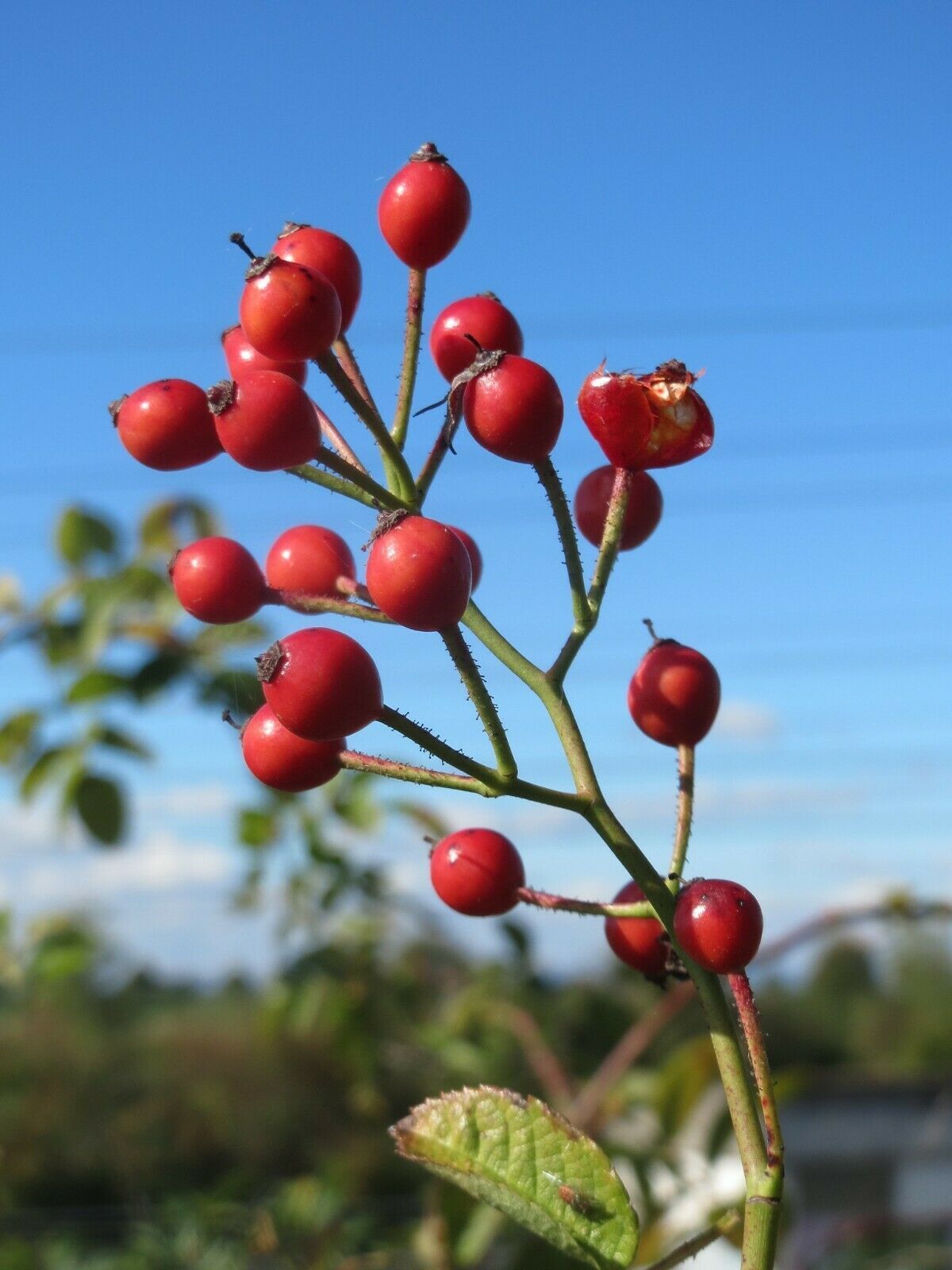 Multiflora Rose Rosa multiflora 20 Seeds GTL09 - Seeds & Bulbs