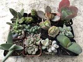 2 in. Fully Rooted Unique Rare Succulent Collection (Pack of 6)