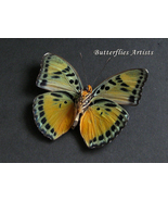 Rare Ghana Ceres Euphaedra Ignota Real Butterfly Framed Entomology Shado... - $79.99