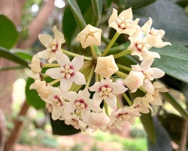 Starter Live Plant Vanilla Hoya, Hoya Australis Wax Vine Honey Porcelain Flower - $19.49