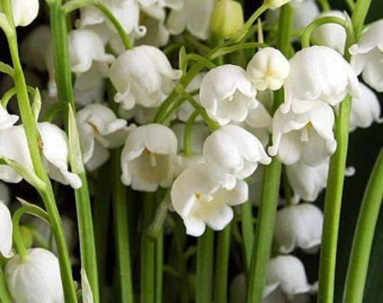 Convallaria Majalis Roots, Lily of the Valley Bulbs