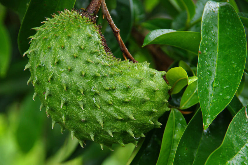 Soursop / Annona Muricata / Graviola / Guanabana Seeds for farming 40 ...