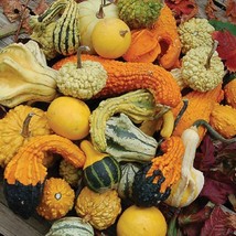 Gourds Seeds - Large Mix -Yard, Garden & Outdoor Living - Free Shipping - $31.99