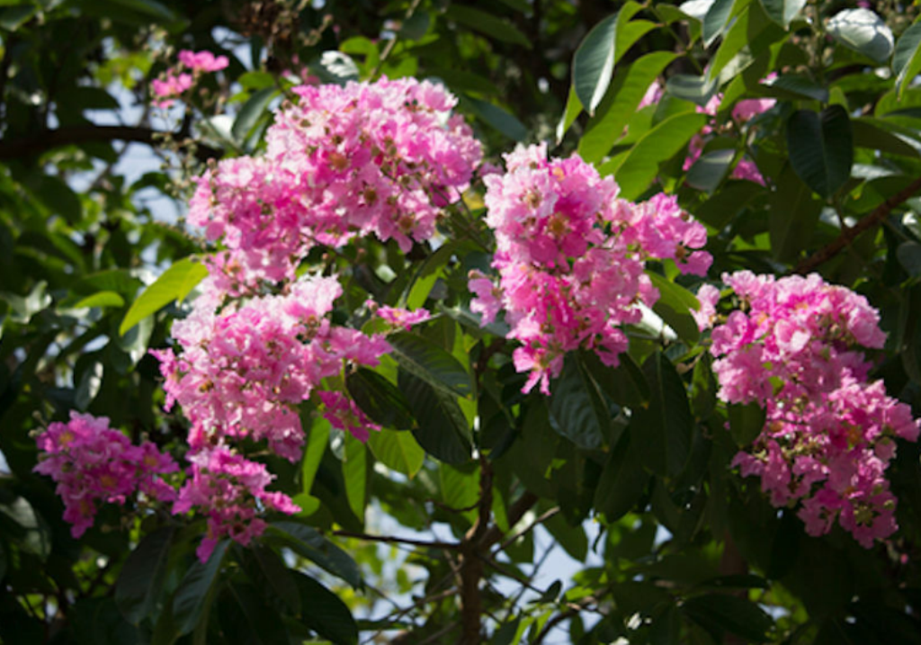 5 Pc Seeds Tabebuia rosea Tree Plant, Pink Shower Tree Seeds For ...