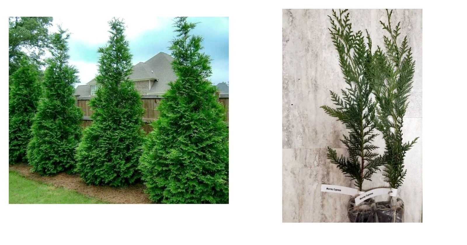 6-12" Tall - Murray Cypress Tree - Live Potted Plant - 2.5" Pot
