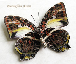 Agatasa Calydonia Glorious Begum Butterfly Framed Entomology Double Glas... - $74.99