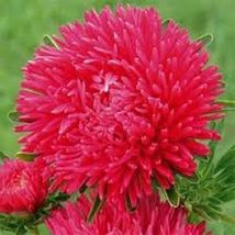 30 Pcs Red Double Scarlet Peony Aster Seeds #MNSF - $14.00