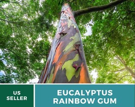 100 Seeds Eucalyptus Rainbow Gum Tree Seeds Eucalyptus deglupta Seed - $34.45