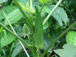Okra Seeds - Lousiana Green Velvet - Vegetable - Outdoor Living - Free Shippng - $27.99