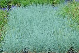 42,000 Seed BLUE FESCUE Ornamental Grass Clumping Drought Low Maintenance - $24.50