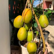 FROM US Tropical Fruit Tree 12”-24” Spondias dulcis (JUNE PLUM, JOBO) TP15 - $84.36