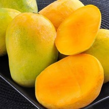 FROM US Live Tropical Fruit Tree 12”-24” Manglifera (Mango Southern) TP15 - $46.88