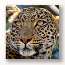 Leopard Framed Print 24" High Stretched Canvas Color Photo Print  Africa 