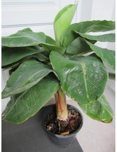 Plant - Musa acuminata Dwarf Cavendish Banana Fruit Edible bare root size 3-6" - $25.90