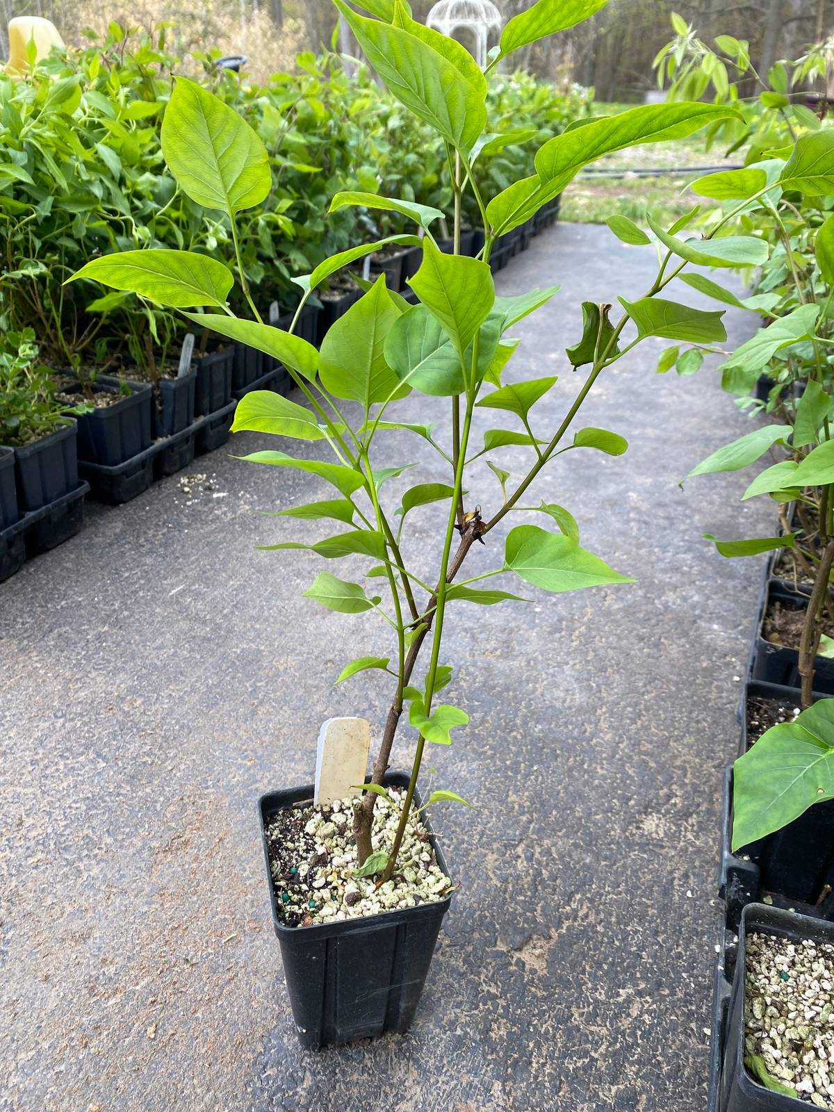 Syringa x hyacinthiflora 'Declaration' Lilac and 50 similar items