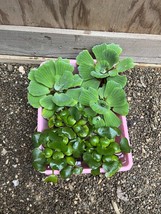 (6) MIX Water Hyacinth & Lettuce Koi Pond Floating Plants Algae LARGE Jumbo 6” - $31.45