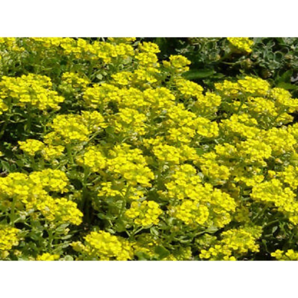 Alyssum Quick Gold Ground Cover Flower 100 Seeds MBG02 Seeds & Bulbs