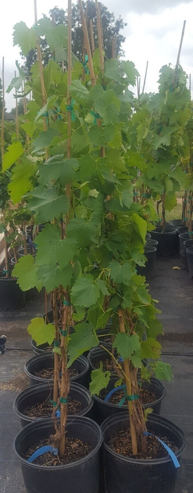 Reliance Seedless Grape 4-6 Feet Vine Plants Vines Plant Grapes ...