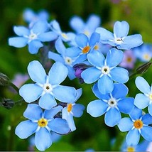 Forget Me Not 25+ Seeds Newly Harvested, Beautiful Abundant Blooms - $1.59