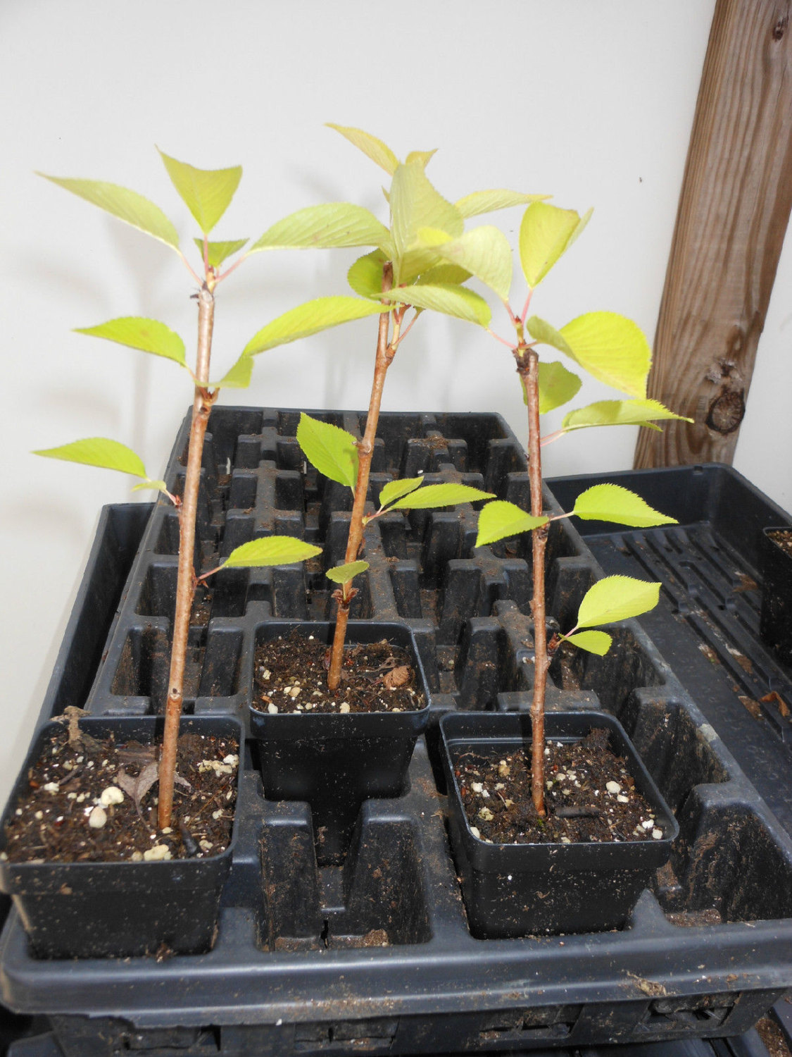 Yoshino Flowering Cherry Tree Plants & Seedlings