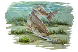 Red Fish Underwater Scene Vinyl Decal Sticker - Car Home Truck Cooler Boat RV - $6.95+