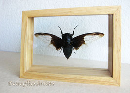Batwing Cicada Cryptotympana Aquila Entomology Collectible Double Glass ... - $68.99