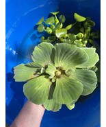 (8) Water Lettuce Large Size Koi Pond Floating Plants Rid Algae Shade - $38.00