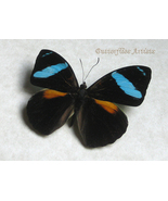 Olivewing Neon Blue Nessaea Aglaura Real Butterfly Framed Entomology Sha... - $67.99