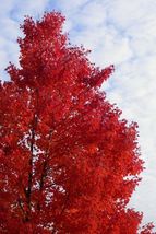 Red Maple 2.5" pot native red maple image 2