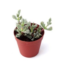 Oscularia deltoides 'dew plant'- succulent plant in 2" pot (Pack of 1, 2 or 4)