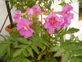 10 Pcs Pink Winter Gloxinia Seeds #MNSF - $14.00