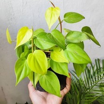 Starter Live House Plant Neon Green Ponthos Tropical Indoor and outdoor - $18.95