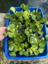 (15) Water Hyacinth Koi Pond Floating Plants Rid Algae Shade Filter 3-4” Purple - $38.00