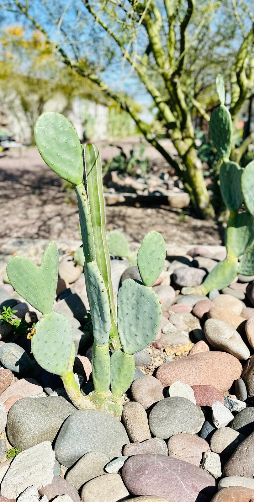 Nopales Prickly Pear Cactus Spineless Thornless Edible 2 Pads