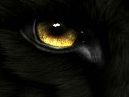 50x Full Coven Ravens Eyes See All High Magick Witch CASSIA4 Albina - $77.77