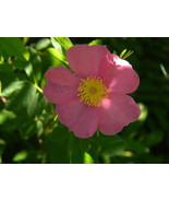 Swamp Rose (Rosa palustris)  - $16.00