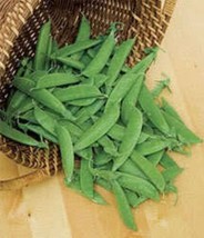 50 Seeds Easy Grow Oregon Sugar Pod Ii Pea Pisum Sativum Macrocarpon Vegetable - $9.31